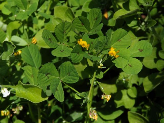 Tolice arabská (Medicago arabica (L.) Huds.)