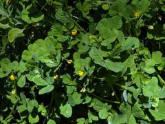 Tolice arabská (Medicago arabica (L.) Huds.