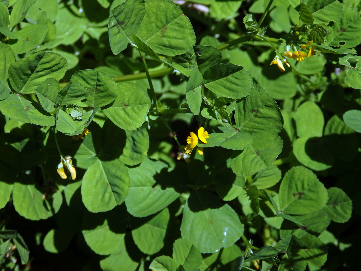 Tolice arabská (Medicago arabica (L.) Huds.)