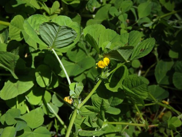 Tolice arabská (Medicago arabica (L.) Huds.)