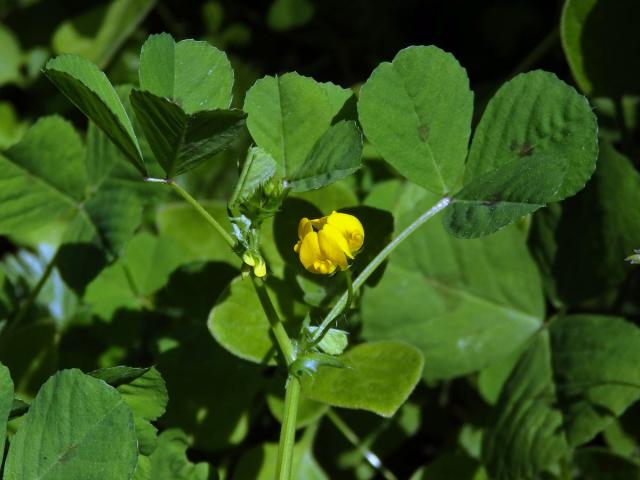 Tolice arabská (Medicago arabica (L.) Huds.)