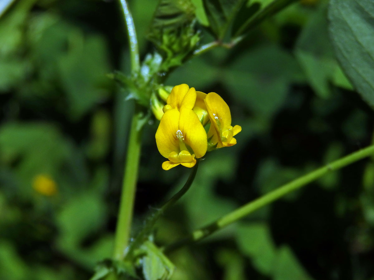 Tolice arabská (Medicago arabica (L.) Huds.)