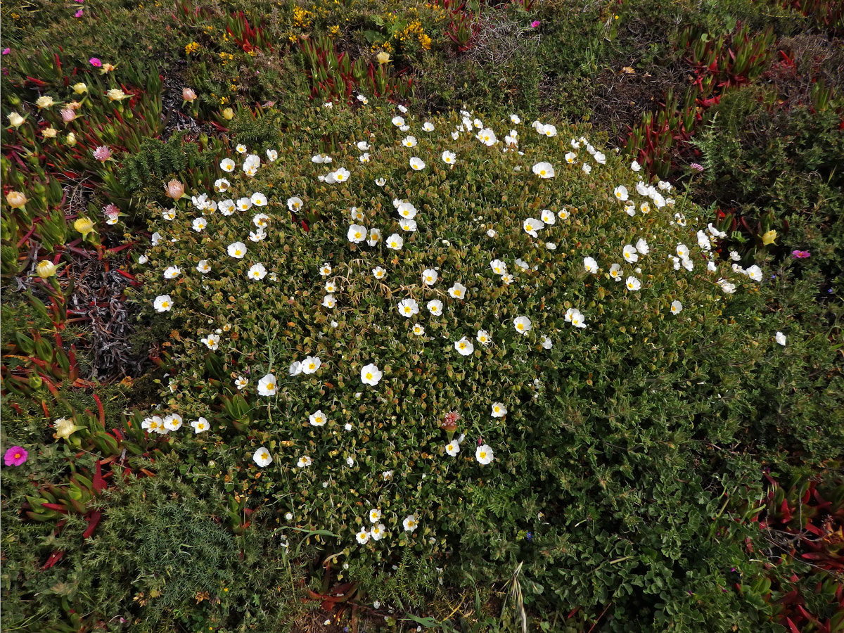 Cist šalvějolistý (Cistus salvifolius L.)