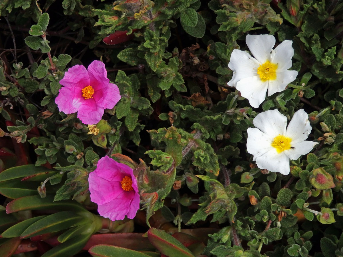 Cist šalvějolistý (Cistus salvifolius L.)