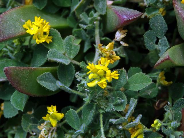 Tolice okrouhloplodá (Medicago orbicularis (L.) Bartal.)