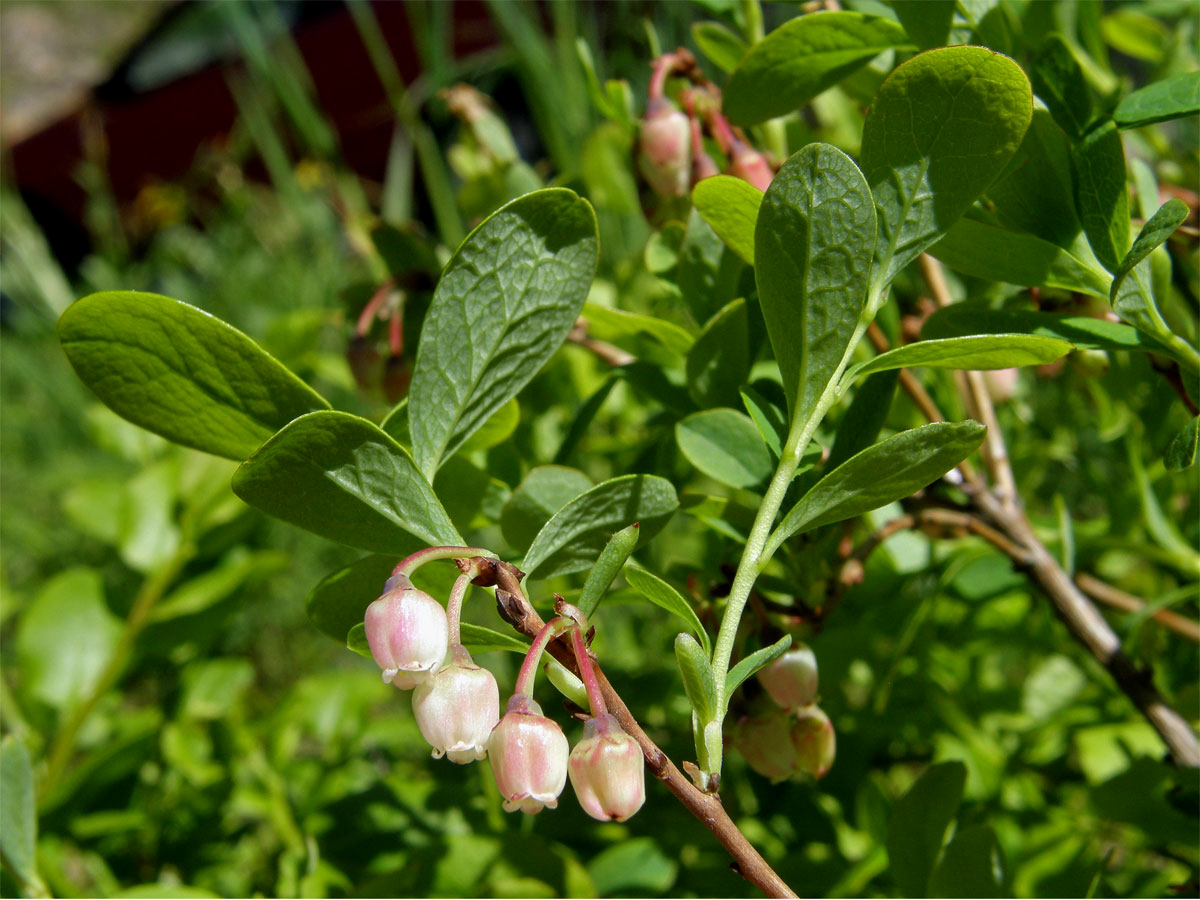 Brusnice vlochyně - Vlochyně bahenní  (Vaccinia uliginosum L.)