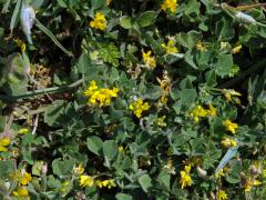 Tolice okrouhloplodá (Medicago orbicularis (L.) Bartal.)