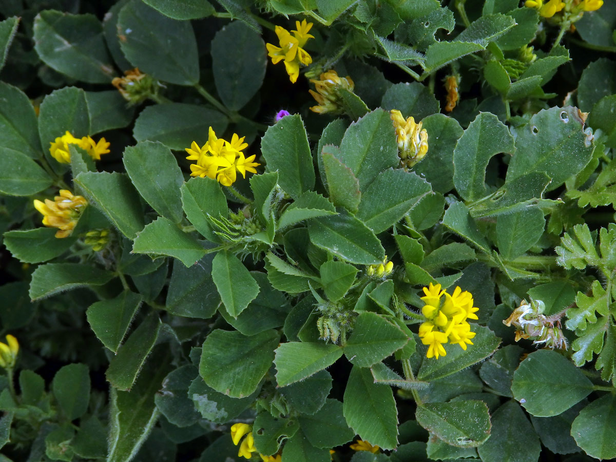 Tolice okrouhloplodá (Medicago orbicularis (L.) Bartal.)