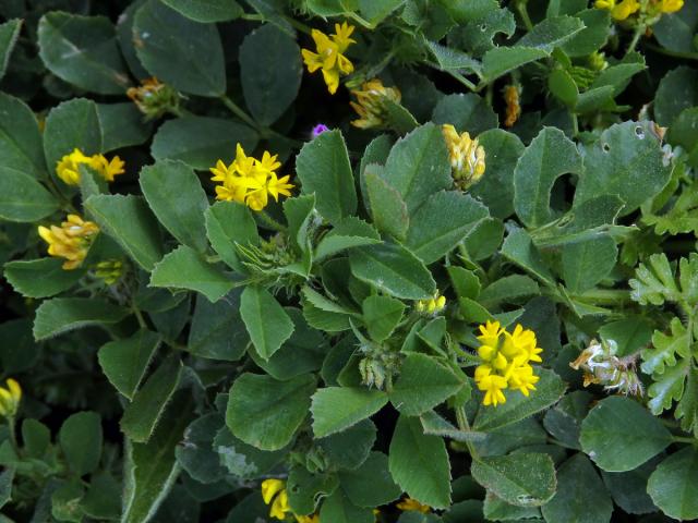 Tolice okrouhloplodá (Medicago orbicularis (L.) Bartal.)