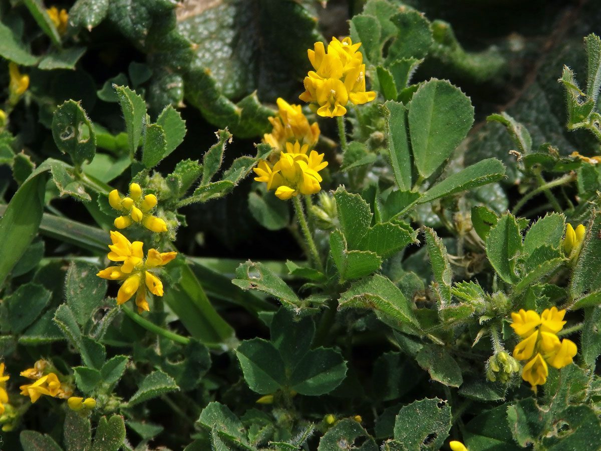 Tolice okrouhloplodá (Medicago orbicularis (L.) Bartal.)