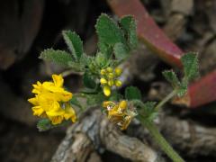 Tolice okrouhloplodá (Medicago orbicularis (L.) Bartal.)