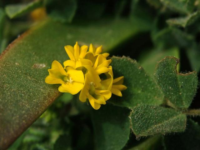 Tolice okrouhloplodá (Medicago orbicularis (L.) Bartal.)