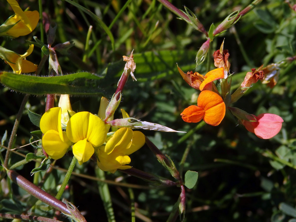 Štírovník růžkatý (Lotus corniculatus L.)