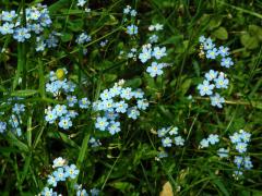 Pomněnka bahenní (Myosotis palustris (L.) L.)