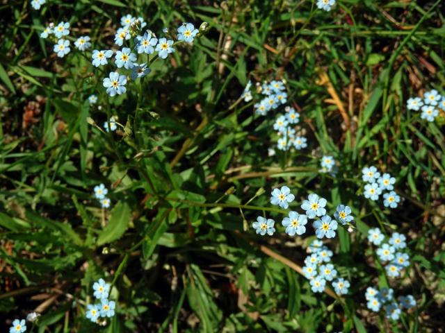 Pomněnka bahenní (Myosotis palustris (L.) L.)