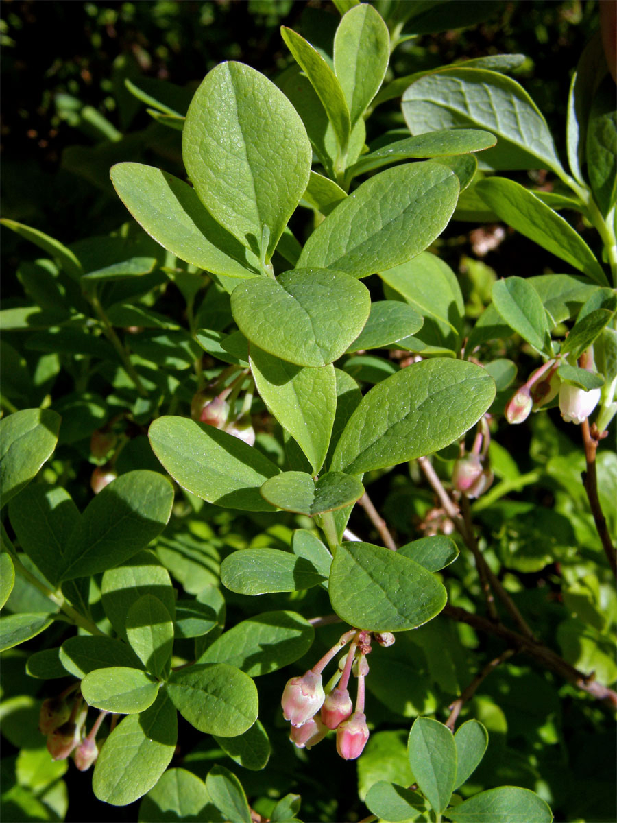 Brusnice vlochyně - Vlochyně bahenní  (Vaccinia uliginosum L.)