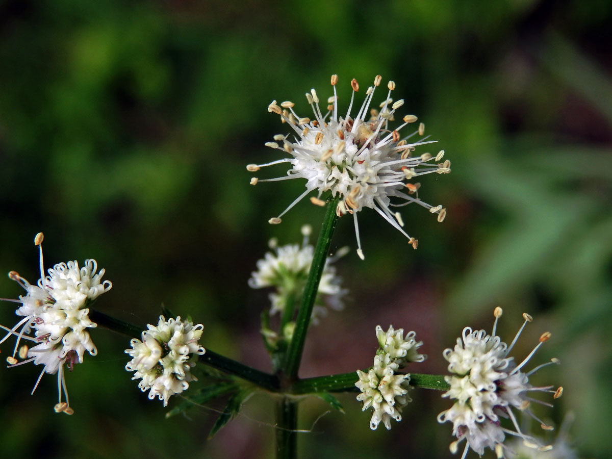 Žindava evropská (Sanicula europaea L.)