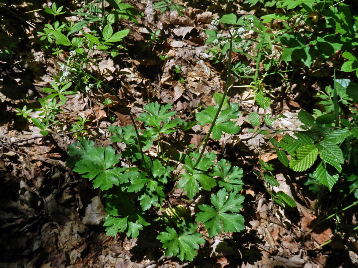 Žindava evropská (Sanicula europaea L.)