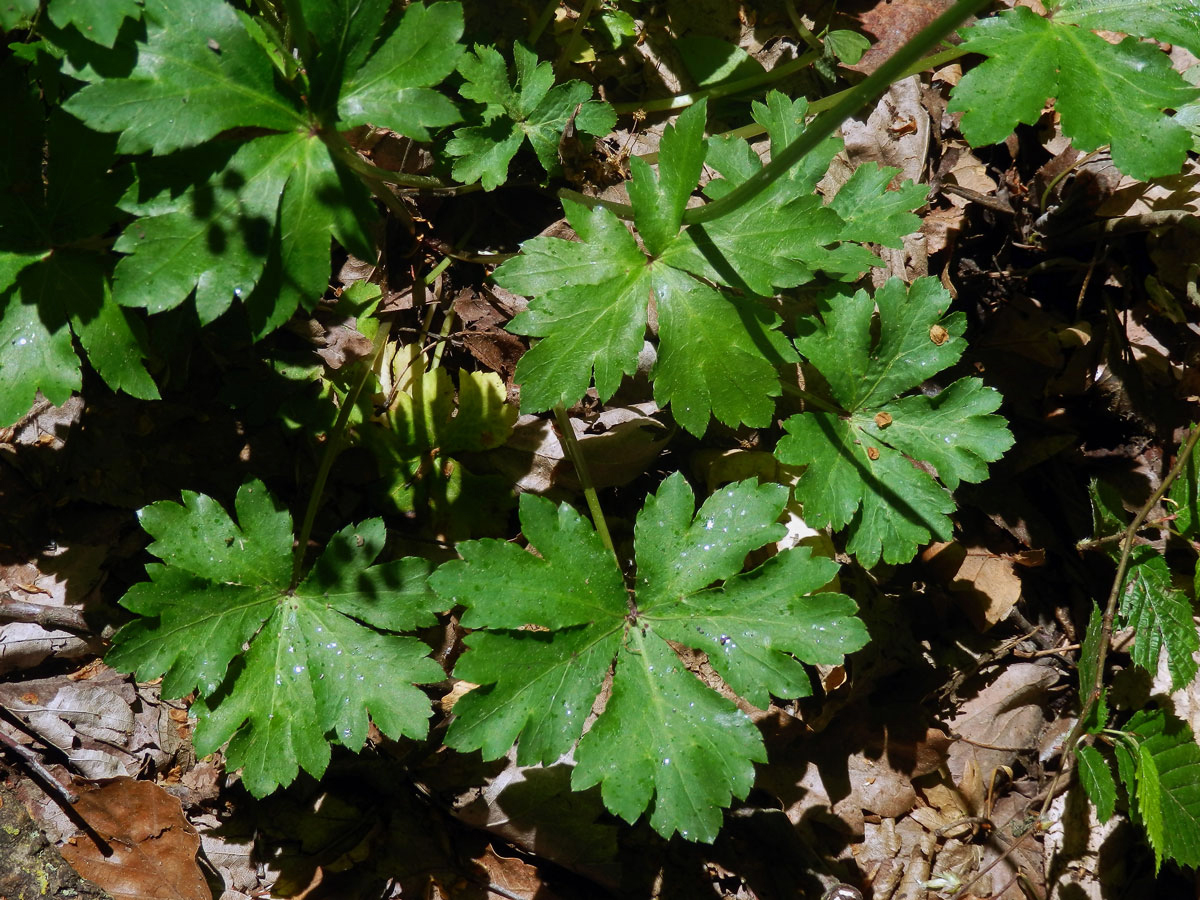 Žindava evropská (Sanicula europaea L.)