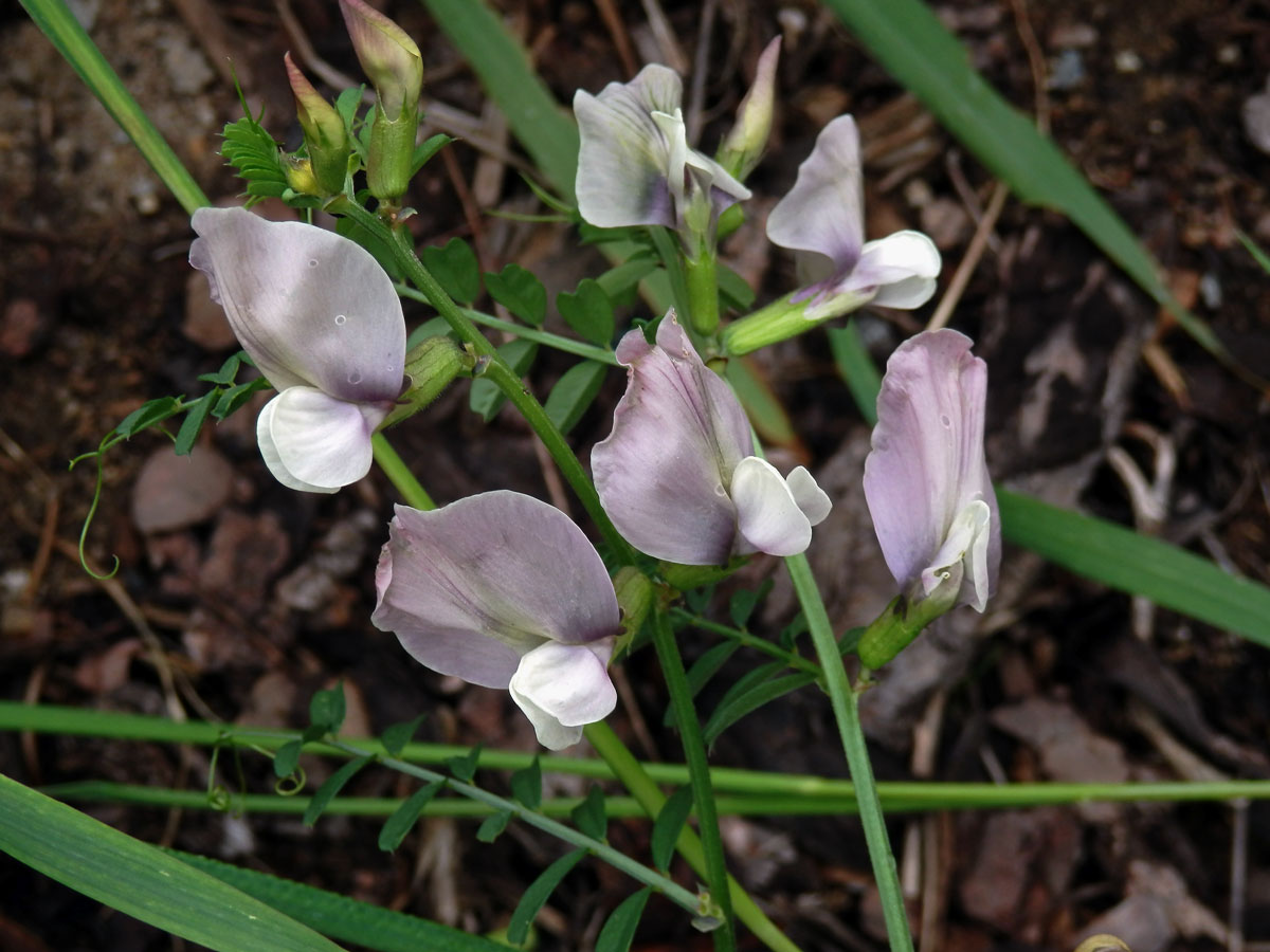 Vikev velkokvětá (Vicia grandiflora Scop.)