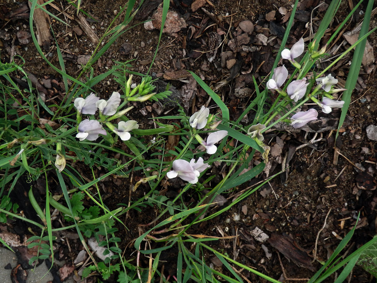 Vikev velkokvětá (Vicia grandiflora Scop.)