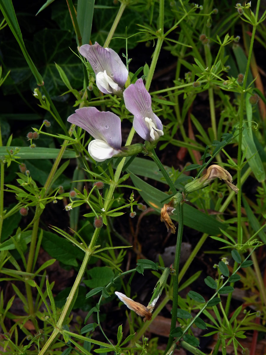 Vikev velkokvětá (Vicia grandiflora Scop.)