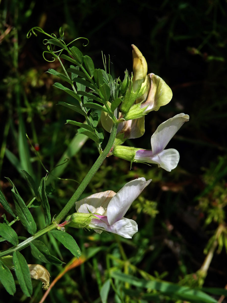 Vikev velkokvětá (Vicia grandiflora Scop.)