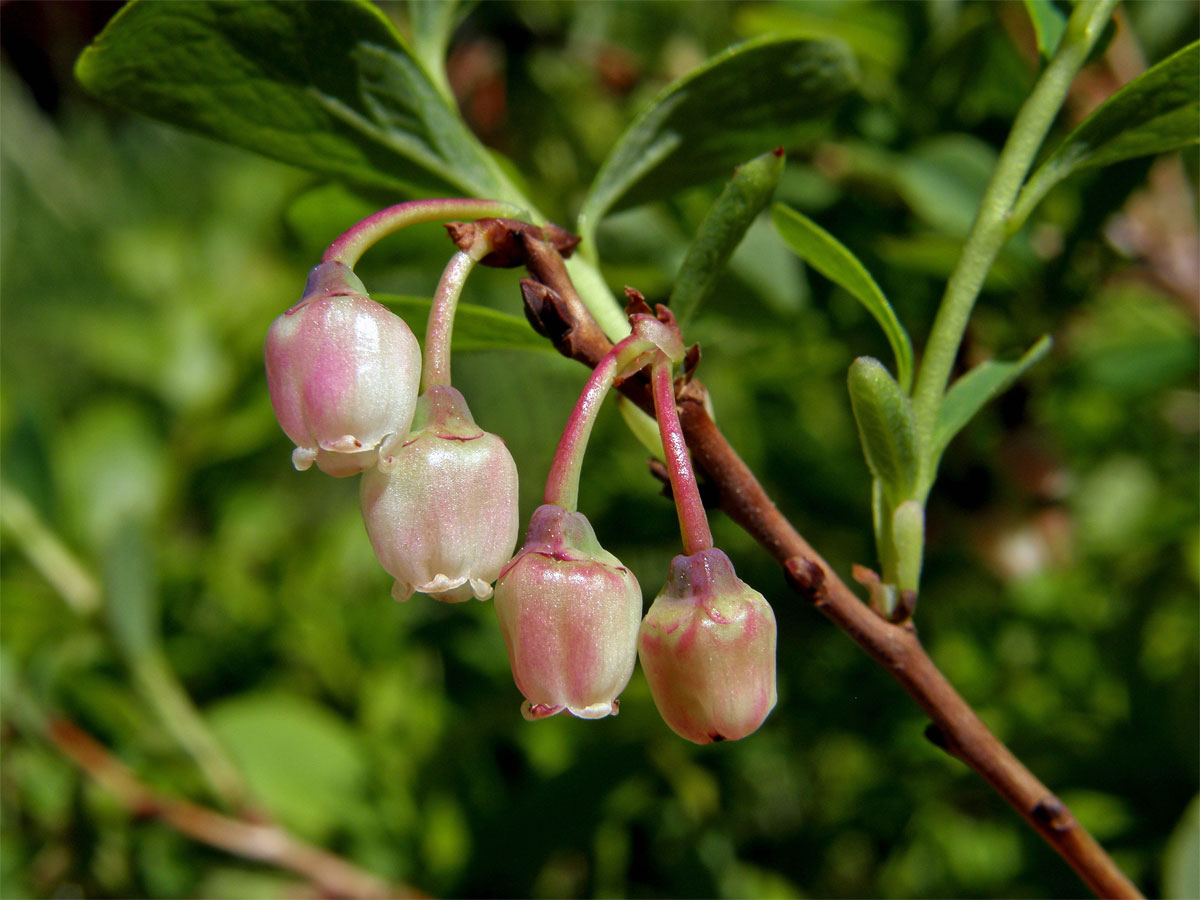 Brusnice vlochyně - Vlochyně bahenní  (Vaccinia uliginosum L.)