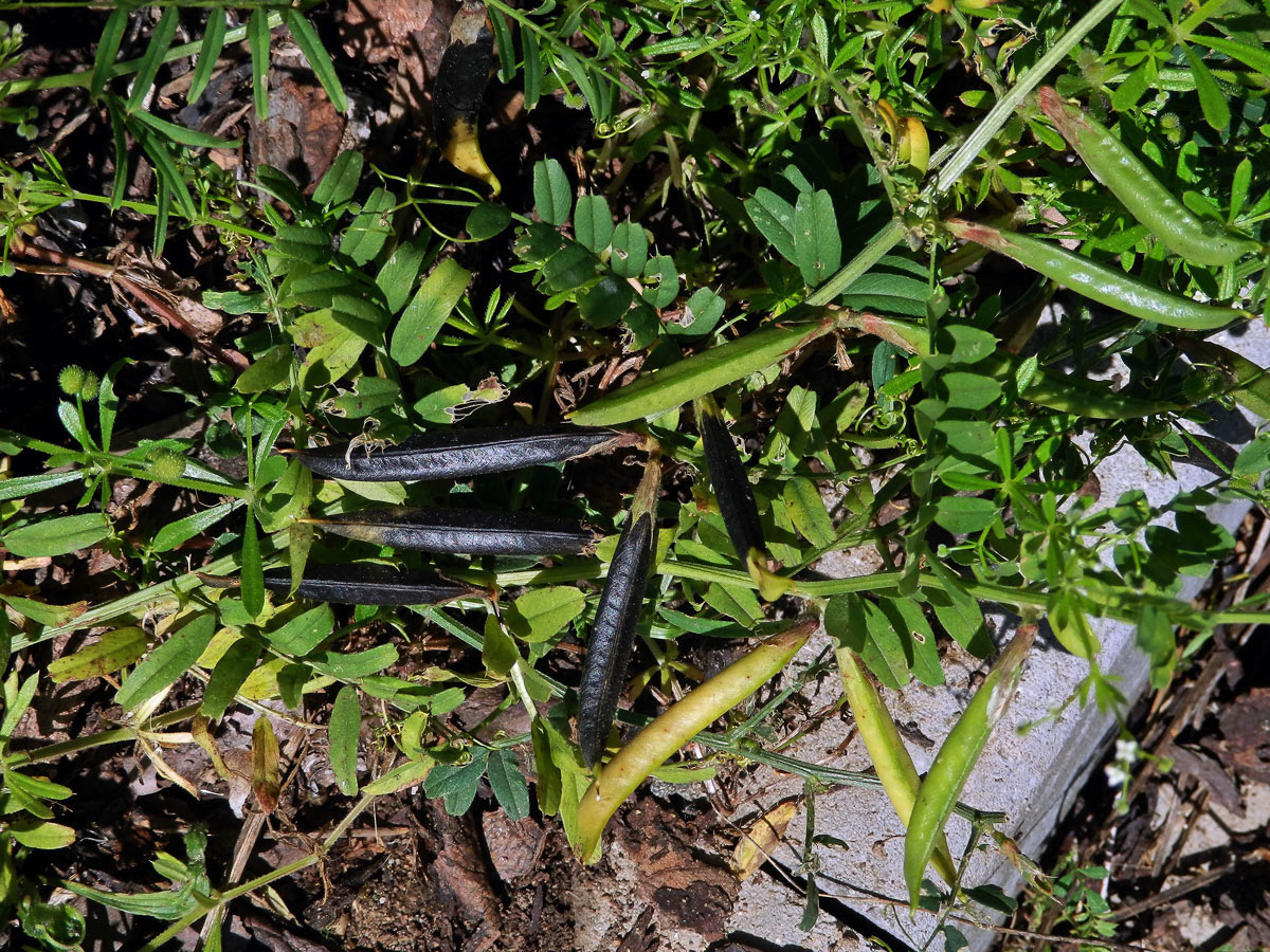 Vikev velkokvětá (Vicia grandiflora Scop.)