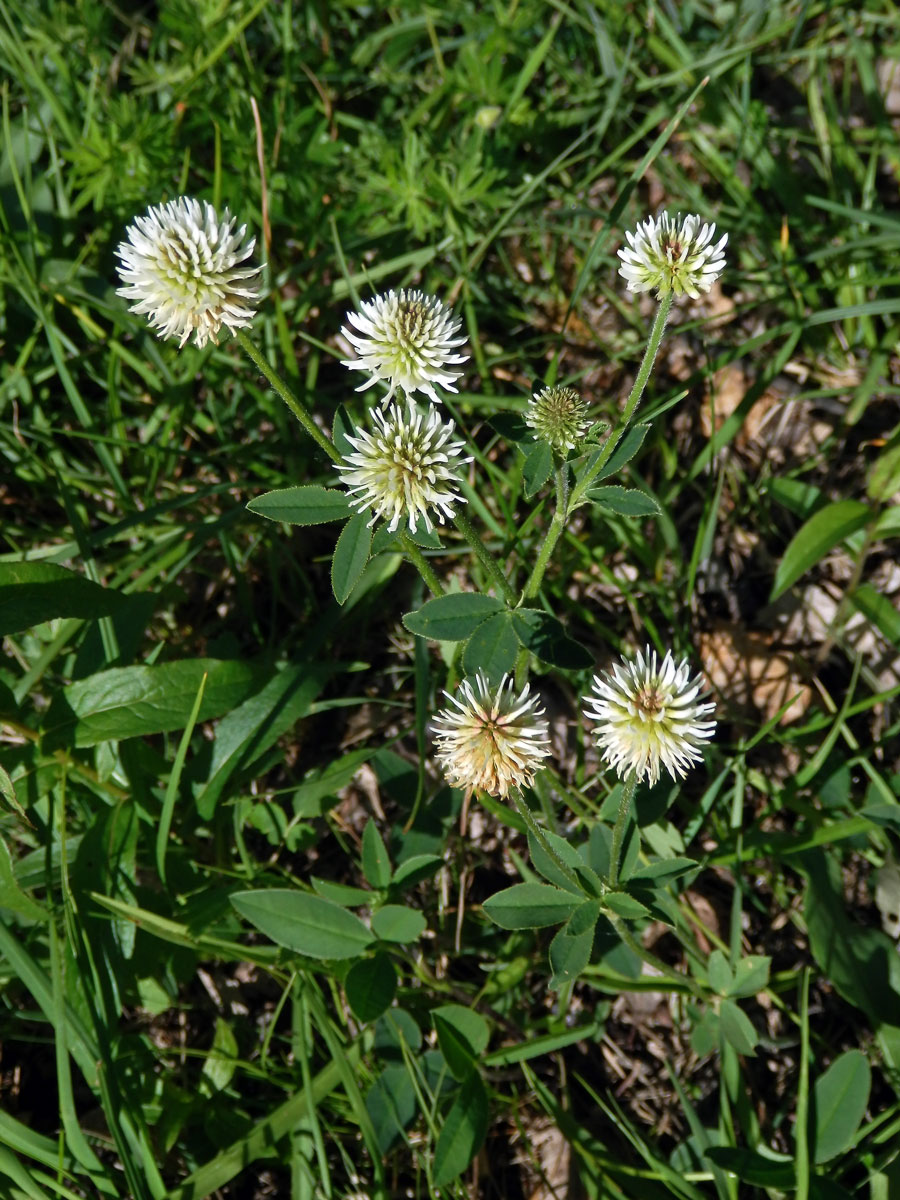 Jetel horský (Trifolium montanum L.)