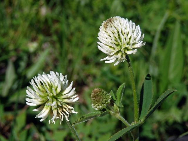 Jetel horský (Trifolium montanum L.)