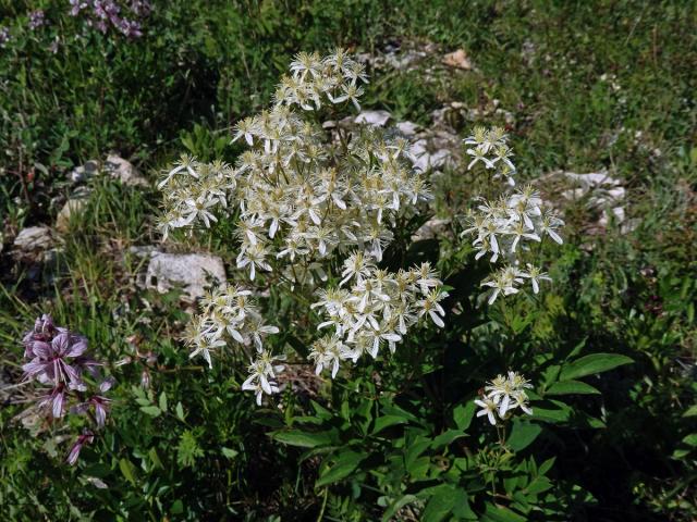 Plamének přímý (Clematis recta L.)