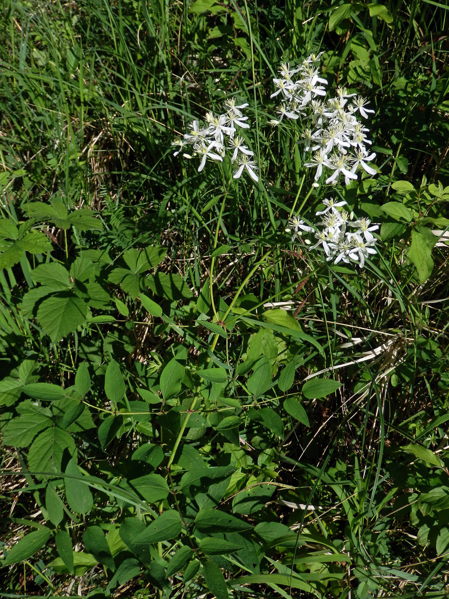 Plamének přímý (Clematis recta L.)