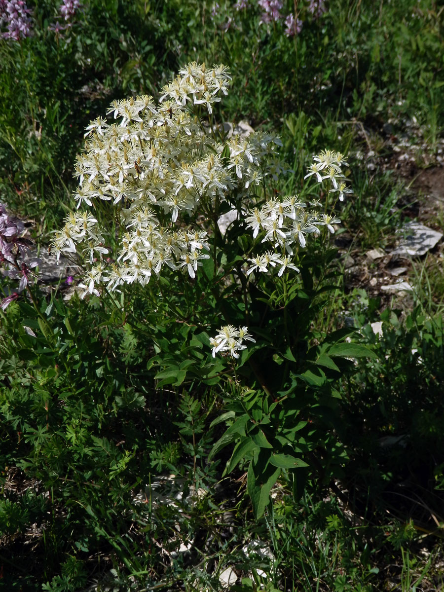 Plamének přímý (Clematis recta L.)