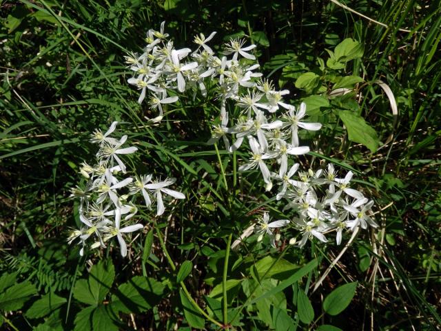 Plamének přímý (Clematis recta L.)