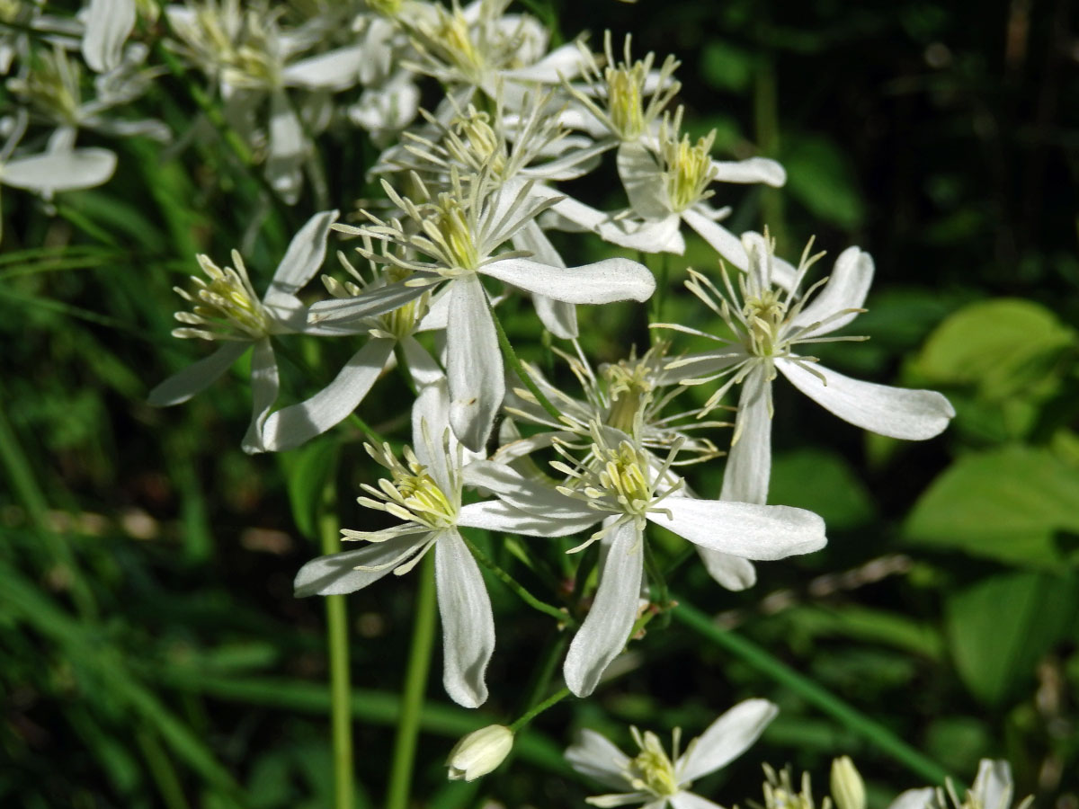 Plamének přímý (Clematis recta L.)