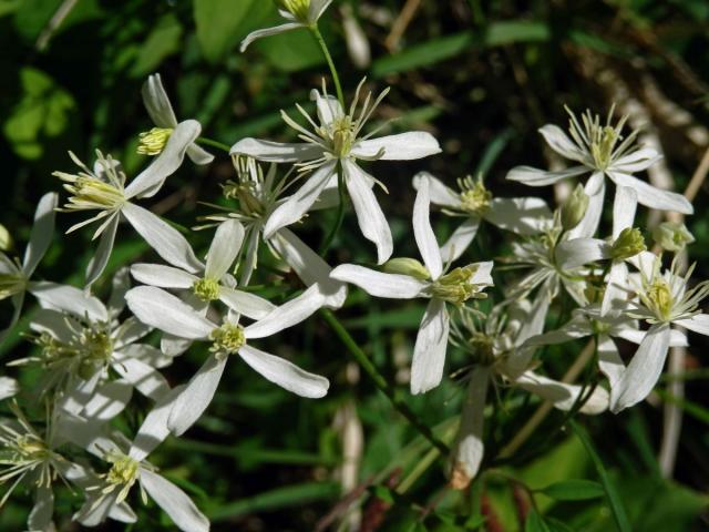 Plamének přímý (Clematis recta L.)