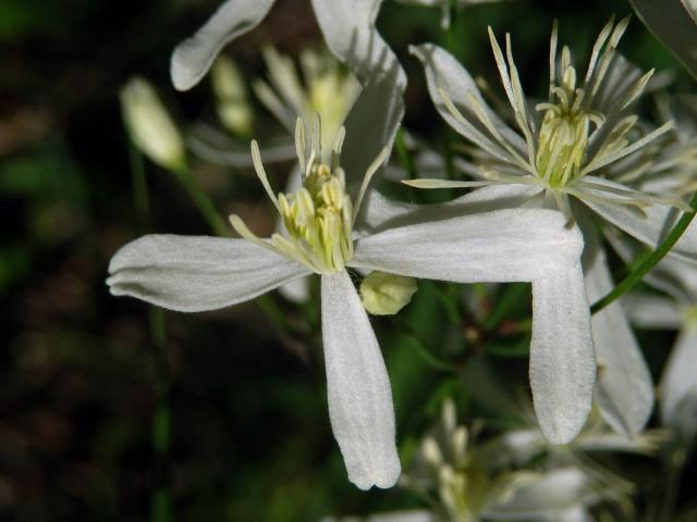 Plamének přímý (Clematis recta L.)