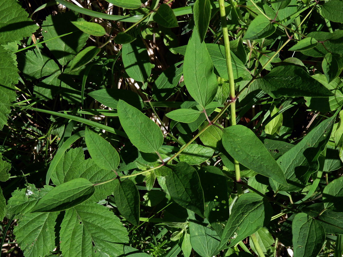 Plamének přímý (Clematis recta L.)