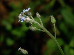 Pomněnka rolní (Myosotis arvensis (l.) Hill)