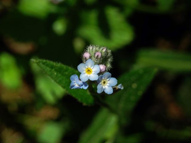 Pomněnka rolní (Myosotis arvensis (l.) Hill)