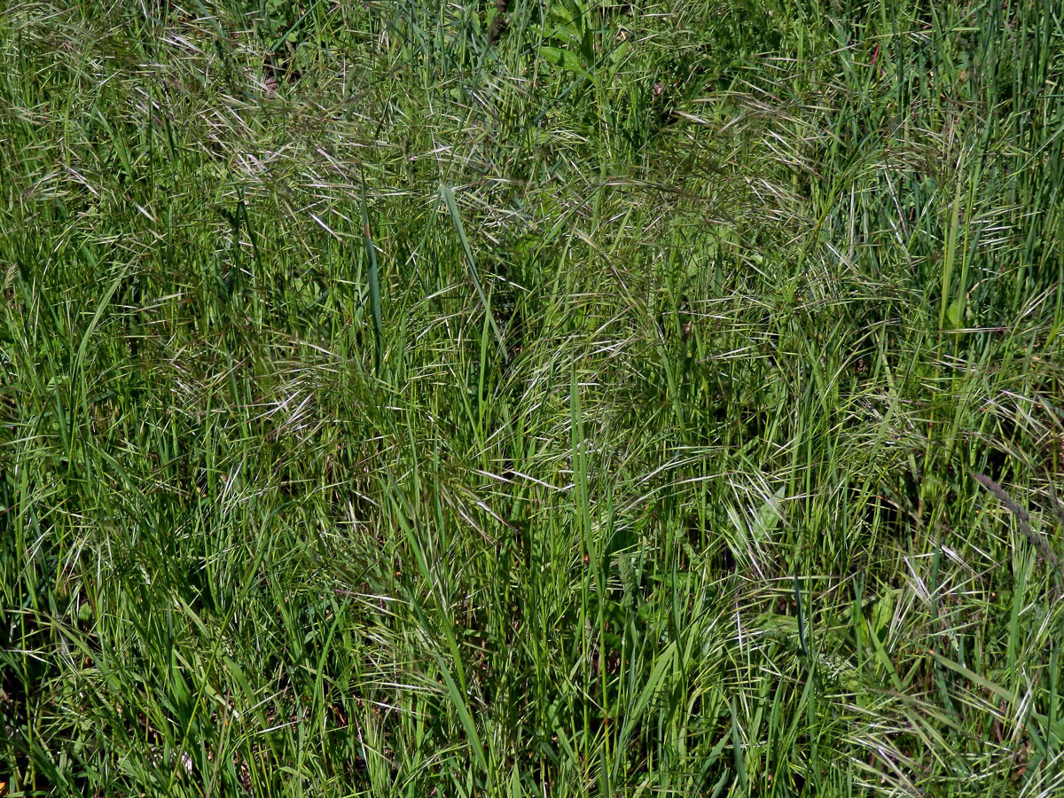 Sveřep střešní (Bromus tectorum L.)