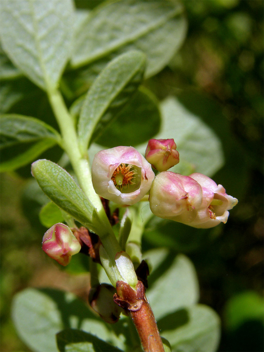 Brusnice vlochyně - Vlochyně bahenní  (Vaccinia uliginosum L.)