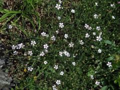 Hvozdíček lomikamenovitý (Petrorhagia saxifraga (L.) Link)