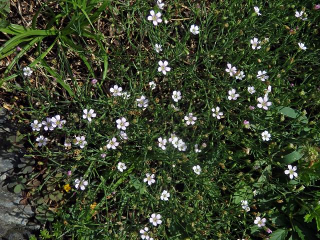 Hvozdíček lomikamenovitý (Petrorhagia saxifraga (L.) Link)