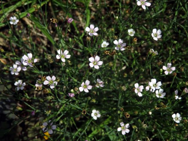 Hvozdíček lomikamenovitý (Petrorhagia saxifraga (L.) Link)