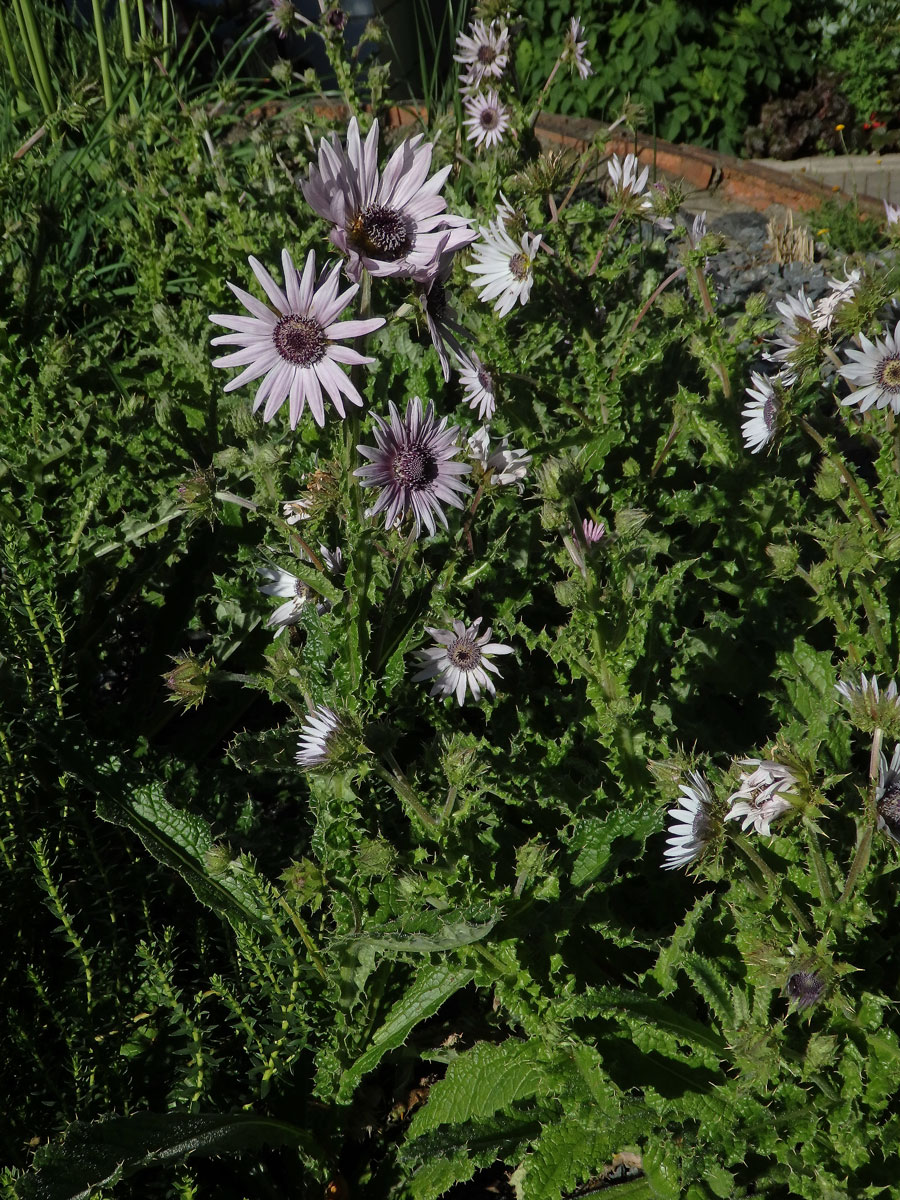 Berkheya purpurea (DC.) Benth. & Hook.f. ex Mast.