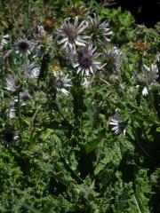 Berkheya purpurea (DC.) Benth. & Hook.f. ex Mast.