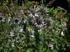 Berkheya purpurea (DC.) Benth. & Hook.f. ex Mast.