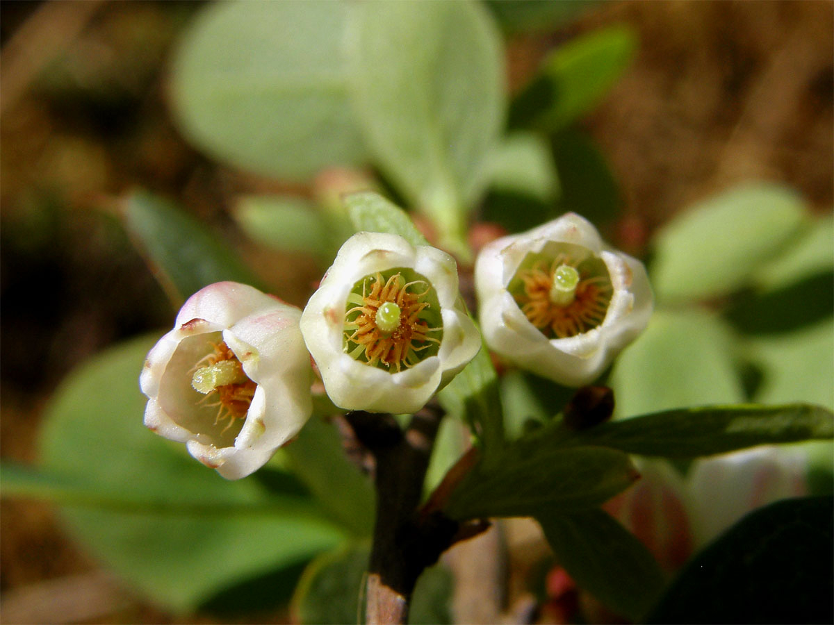 Brusnice vlochyně - Vlochyně bahenní  (Vaccinia uliginosum L.)